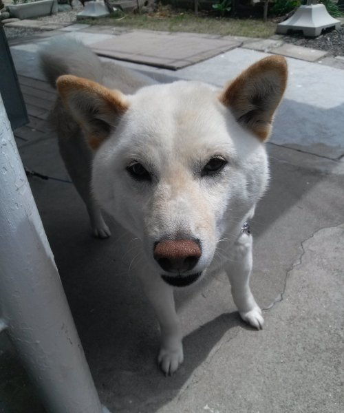 はる（柴犬）